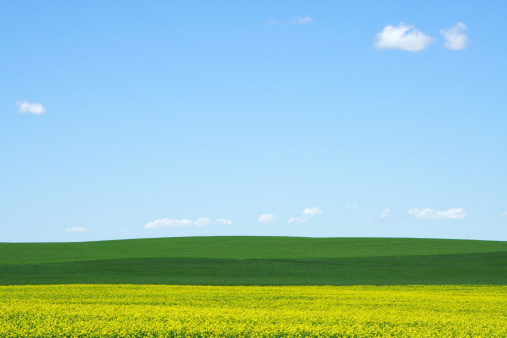 Yellow canola fields and rolling green pasture under blu sky in abstract presentation. Image taken in Saskatchewan Canada