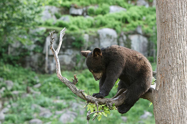 Bear Cub Sitting in Tree  black bear cub stock pictures, royalty-free photos & images