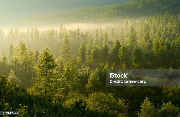 Wald Von Der Aufgehenden Sonne Beleuchtet Stockfoto und mehr Bilder von Wald - Wald, Baum, Kiefer