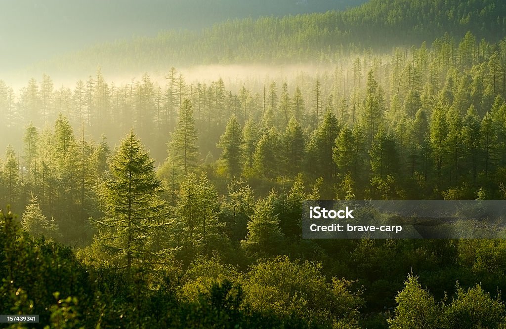 Bosque iluminado por el sol naciente - Foto de stock de Bosque libre de derechos