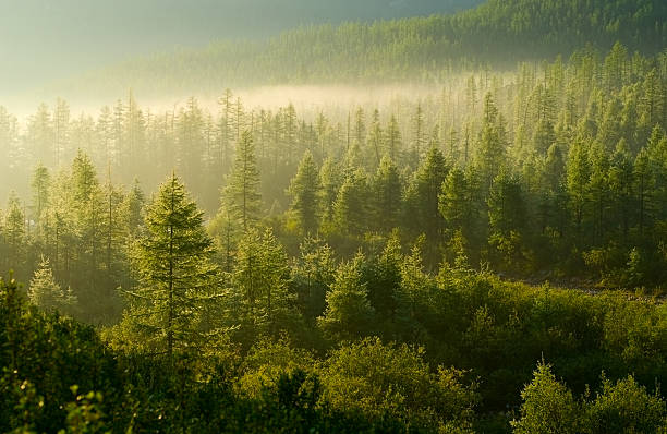 bosque iluminado por el sol naciente - pino conífera fotos fotografías e imágenes de stock