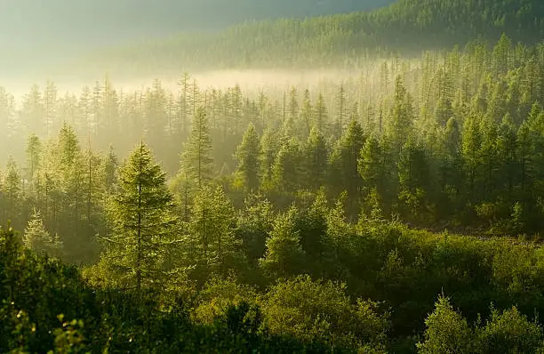 Photo of Forest illuminated by the rising sun