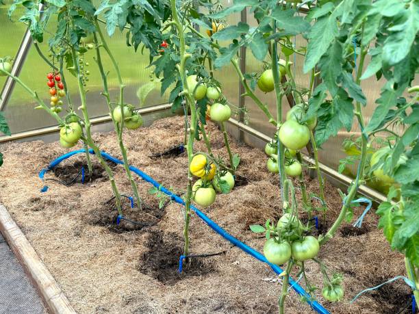 istock Growing tomatoes in a greenhouse. Mulching the ground with grass. 1574393518