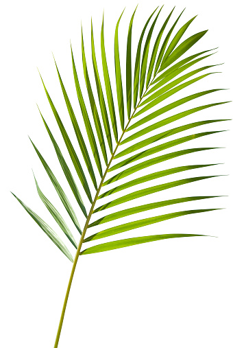 Fresh green palm leaf coming from a young tropical palm tree, isolated on a white background. The file includes also a complex clipping path that can be used to easily make a selection and use the leaf separately as a design element or silhouette.