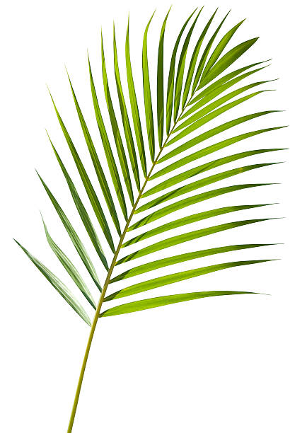 Green palm tree leaf with isolated on white clipping path Fresh green palm leaf coming from a young tropical palm tree, isolated on a white background. The file includes also a complex clipping path that can be used to easily make a selection and use the leaf separately as a design element or silhouette. palm leaf stock pictures, royalty-free photos & images