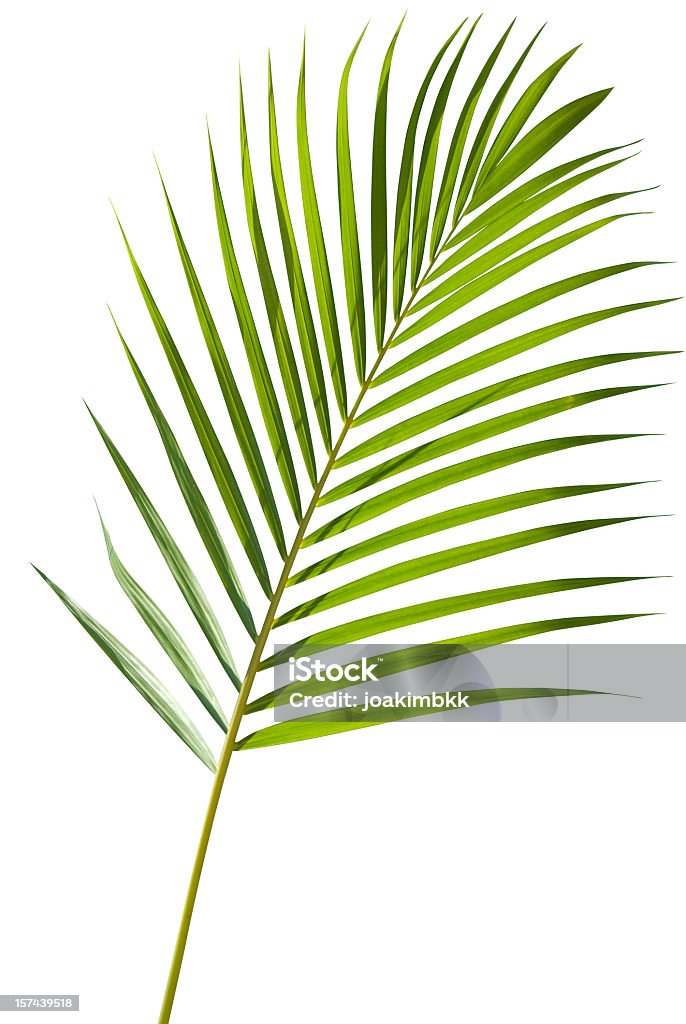 Verde Folha de palmeira isolado no branco com Traçado de Recorte - Royalty-free Folha de palmeira Foto de stock