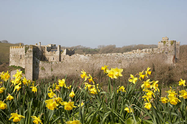 manorbier castle pembrokeshire narzissen - the ramparts stock-fotos und bilder