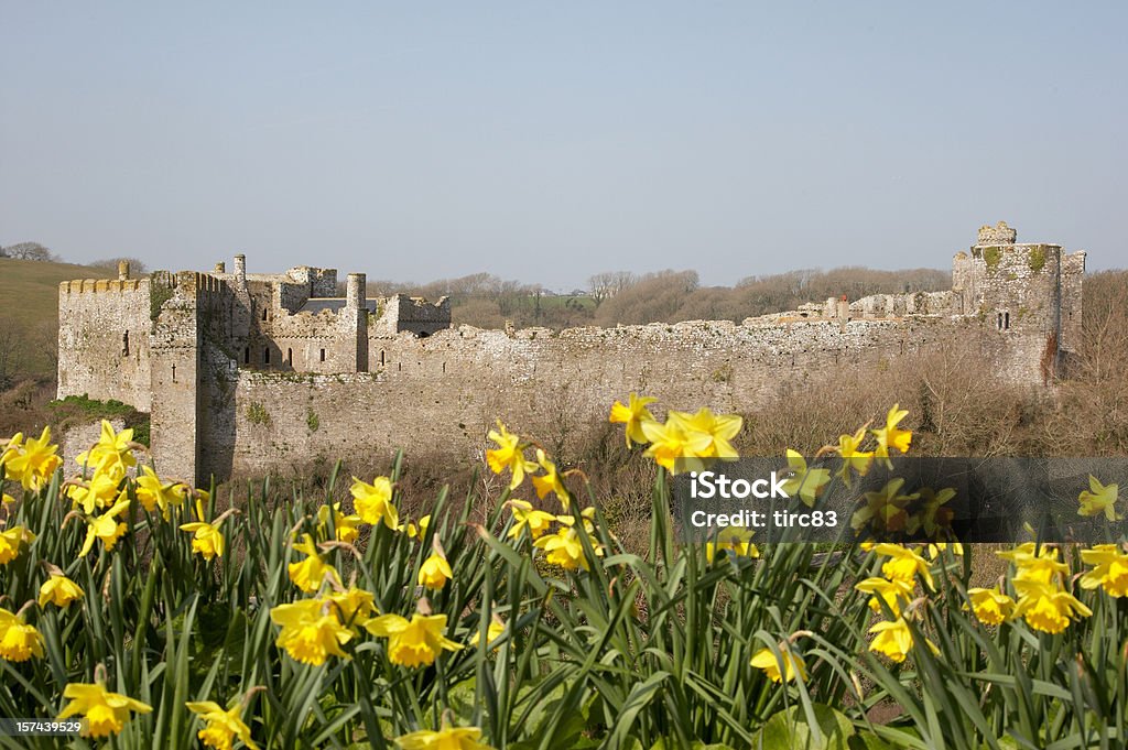 Castello di Pembrokeshire daffodils Manorbier - Foto stock royalty-free di Narciso - Liliacee