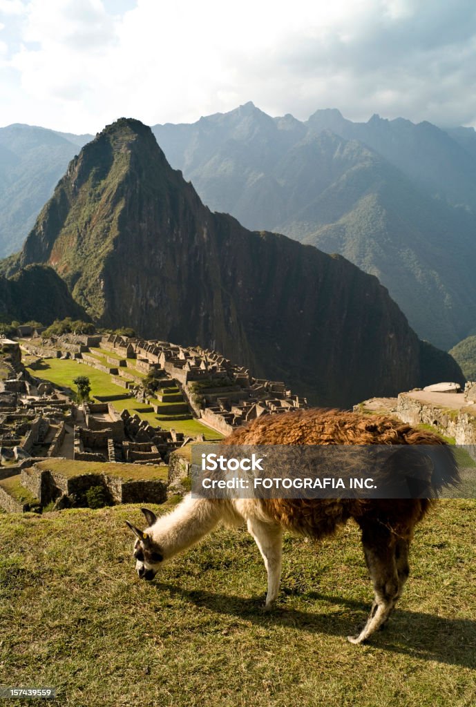 Lama de Machu Picchu - Royalty-free Alimentar Foto de stock