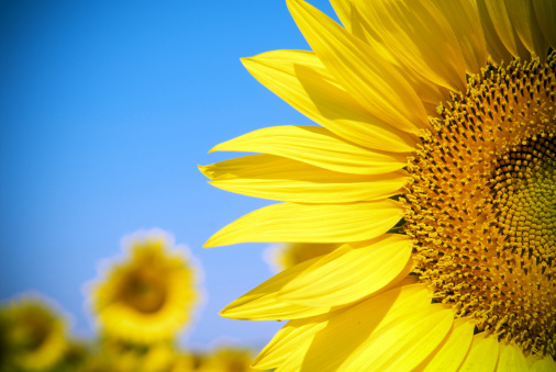 Yellow sunflower flower on a background of blue sky. Blooming sunflower. Yellow petals. Sunlight. Blue sky. Agriculture. Agricultural business. Farm. Sunflower oil. Background image.
