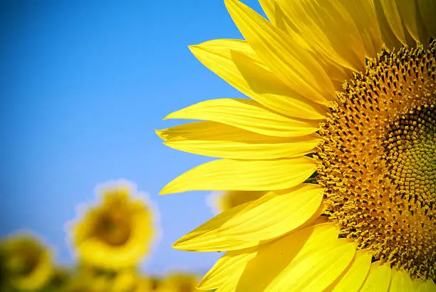 Photo of Sunflower