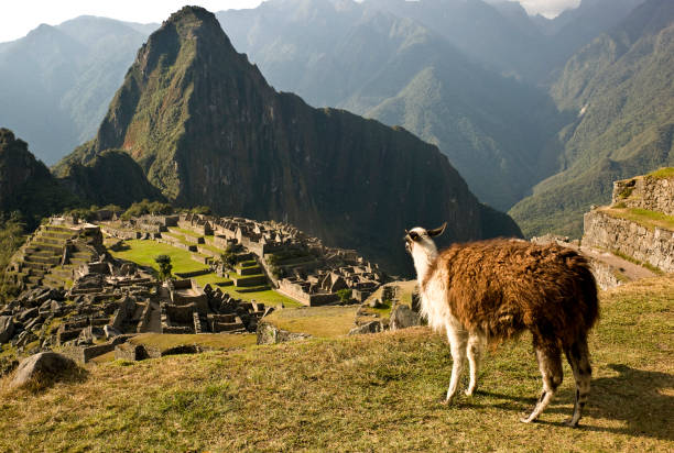 istock Lama of Machu Picchu 157439639
