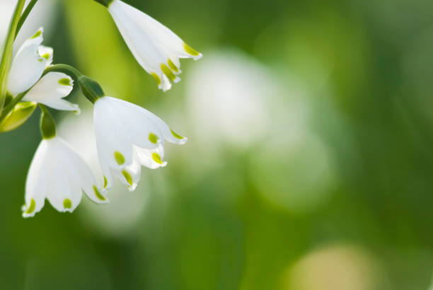 A close-up of delicate white spring Leucojum flowers with green stems and leaves, isolated on a white background. This fresh spring flower symbolizes renewal, nature, purity, and seasonal growth. Perfect for botanical, floral, gardening, and spring themes.