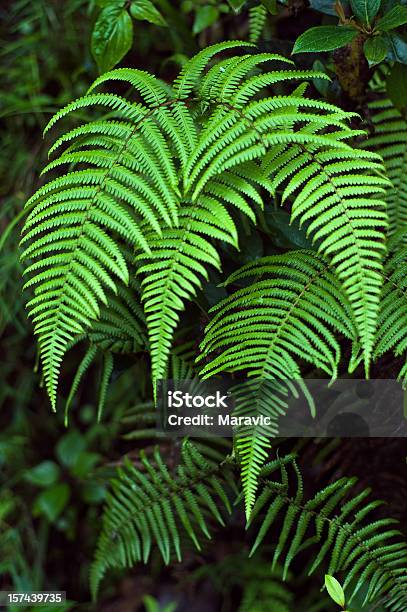 Bracken Stock Photo - Download Image Now - Fern, Bracken, Color Image