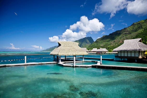 istock Moorea Island - Dolphin Resort 157439782
