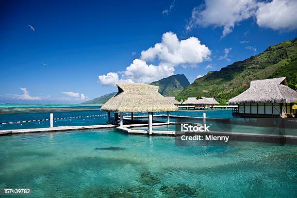 Foto de Moorea Islanddolphin Resort e mais fotos de stock de Golfinho - Cetáceo - Golfinho - Cetáceo, Moorea, Ilha