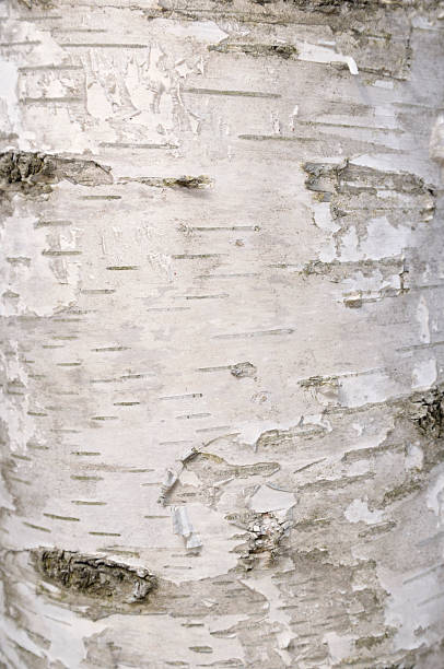 birch rinde - birch tree tree downy birch white stock-fotos und bilder