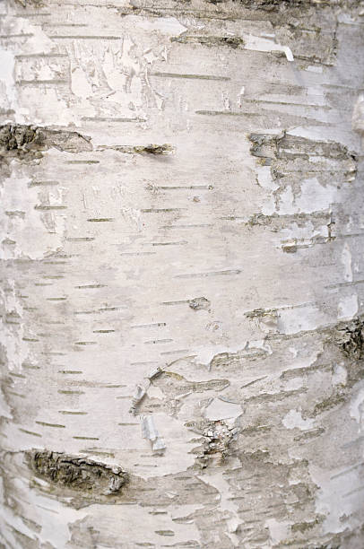 버치 나무껍질 - birch bark birch tree textured 뉴스 사진 이미지