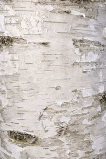 Birch tree trunk, peeling bark, in snowy winter scene