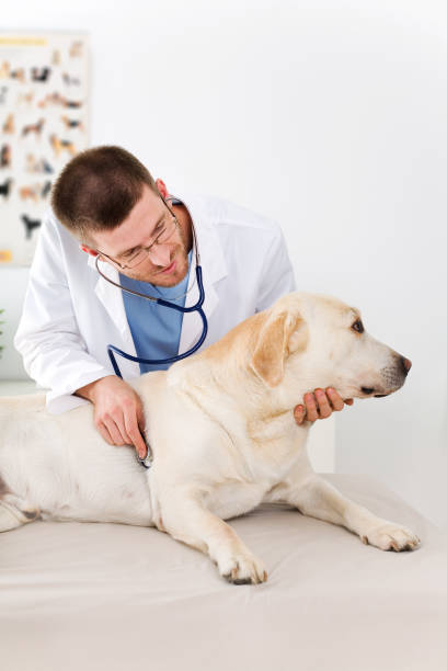 istock Vet Examining A Dog 157439839