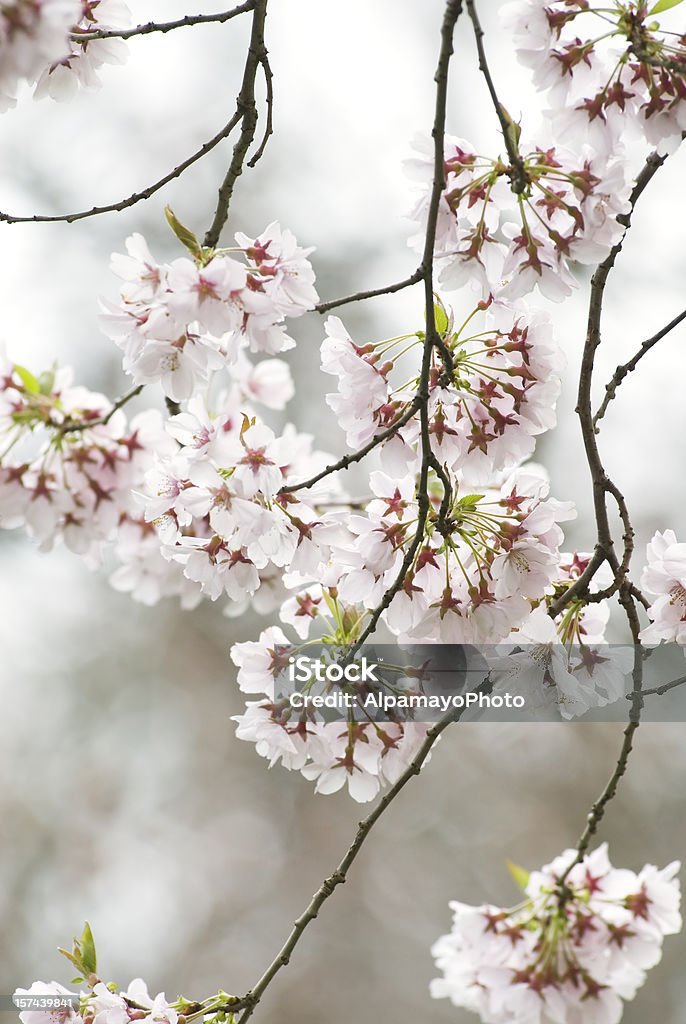 Higan ciliegio in fiore-III - Foto stock royalty-free di Prunus subhirtella pendula