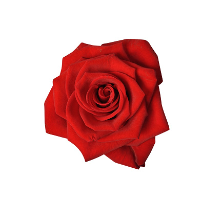 Red rose flower with clipping path isolated on white background. Nature object for design to Valentines Day, mothers day, anniversary.