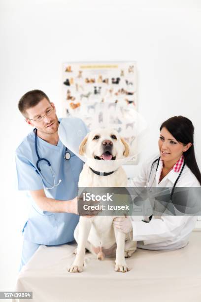 Foto de Dois Veterinários Examinando O Cão e mais fotos de stock de Coleira Protetora - Coleira Protetora, Cão, Veterinário