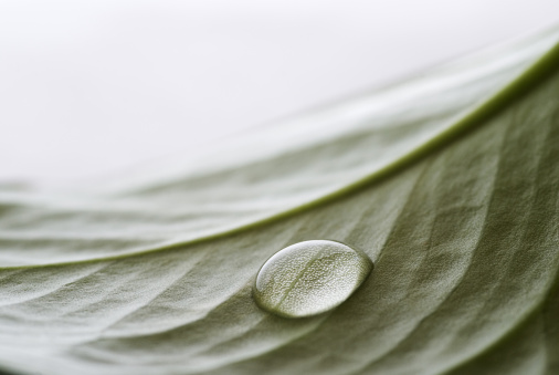 Horizontal high angle extreme closeup photo of raindrops on a green Agave plant leaf growing in an organic garden in Byron Bay, subtropical north coast of NSW in Winter.