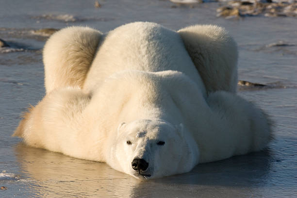 полярный медведь лежа. - polar bear young animal isolated cub стоковые фото и изображения
