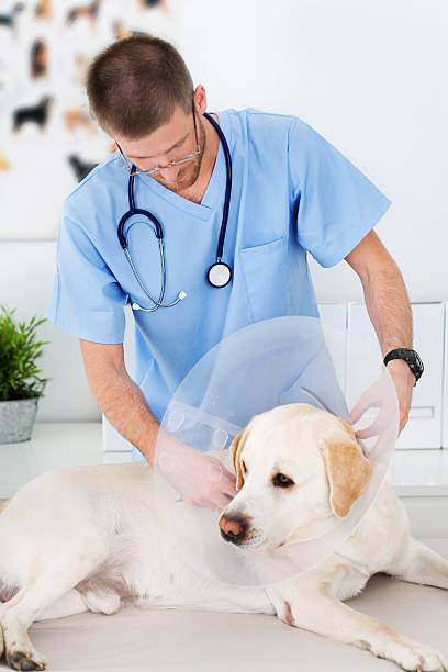 istock Vet Examining A Dog 157439950