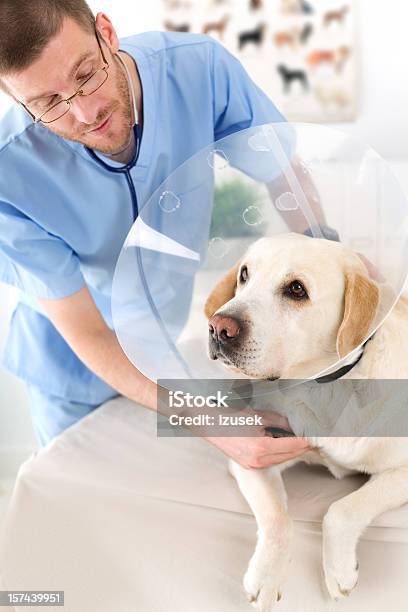 Vet Проверять Собака — стоковые фотографии и другие картинки Ветеринарная клиника - Ветеринарная клиника, Дорожный конус, Врач