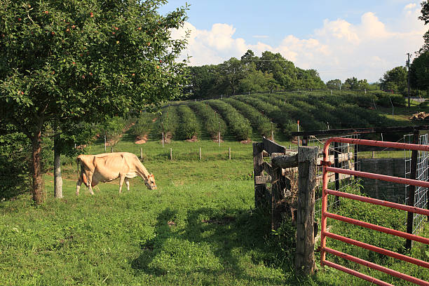 Blaubeer-Landwirtschaft – Foto