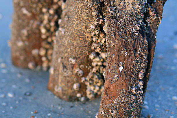Barnacle Post 50+ Barnacle Wooden Post Commercial Dock Pier Stock Photos, Pictures ...