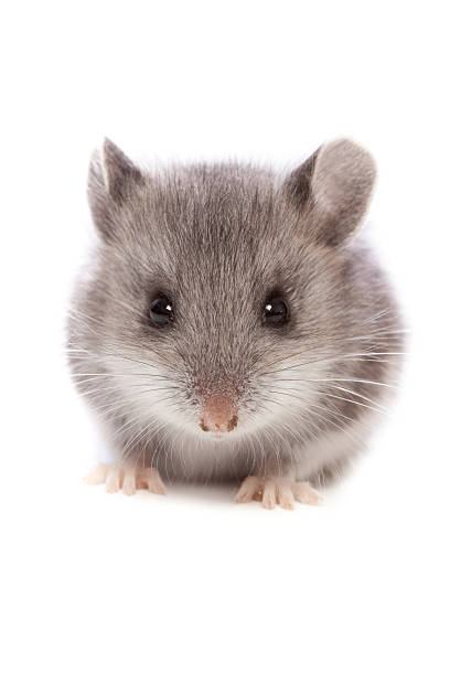 gros plan de la souris - souris animal photos et images de collection