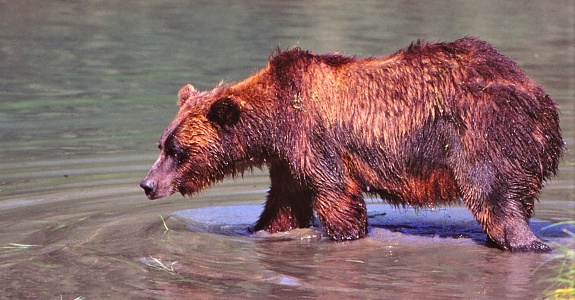Young Alaskan Brown bear (grizzly appears to be looking for his/her exit from the river into the thick woods. Just as humans try to stay out of the path of bears, bears seem to do the same.