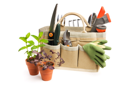 A gardening equipment tool bag next to potted plants of mint and basil herb spring seedlings. The flower pot containers, work gloves, pruning shears, sprinkler, and other objects are ready for planting and preparing springtime backyard hobby gardens. Sill life, cut out and isolated on white background with no people.