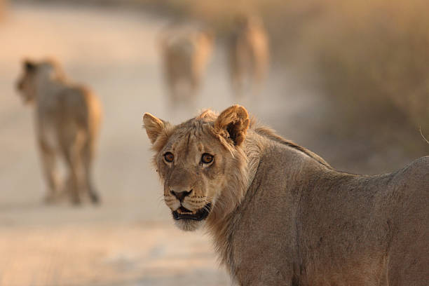 istock Young male lion portrait with blurred pride mates. 157440291