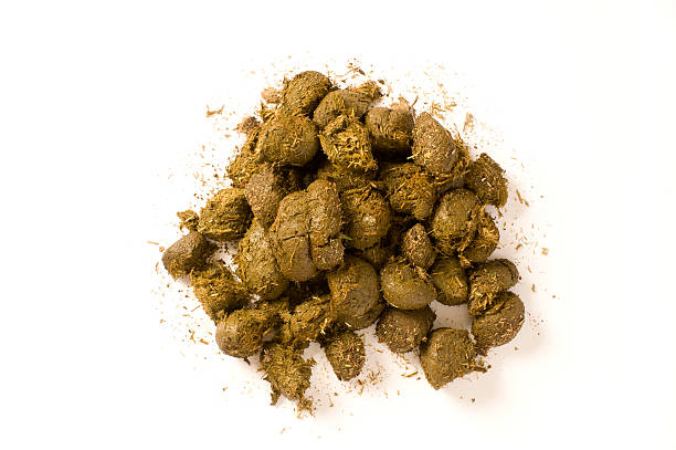 Horse Manure  animal dung stock pictures, royalty-free photos & images