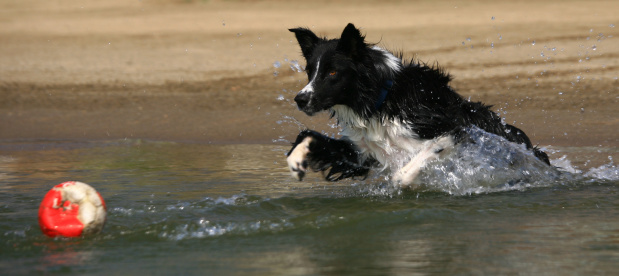 Border Collie puppy playing in the water during a sunny day