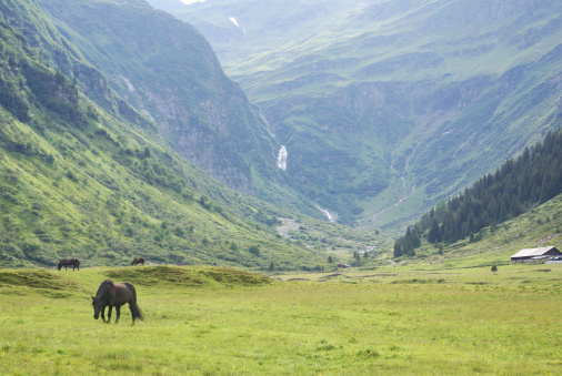 Horses grazing in the high-Alpine valley of Sport Gastein, part of the Hohe Tauern Range in Austria.