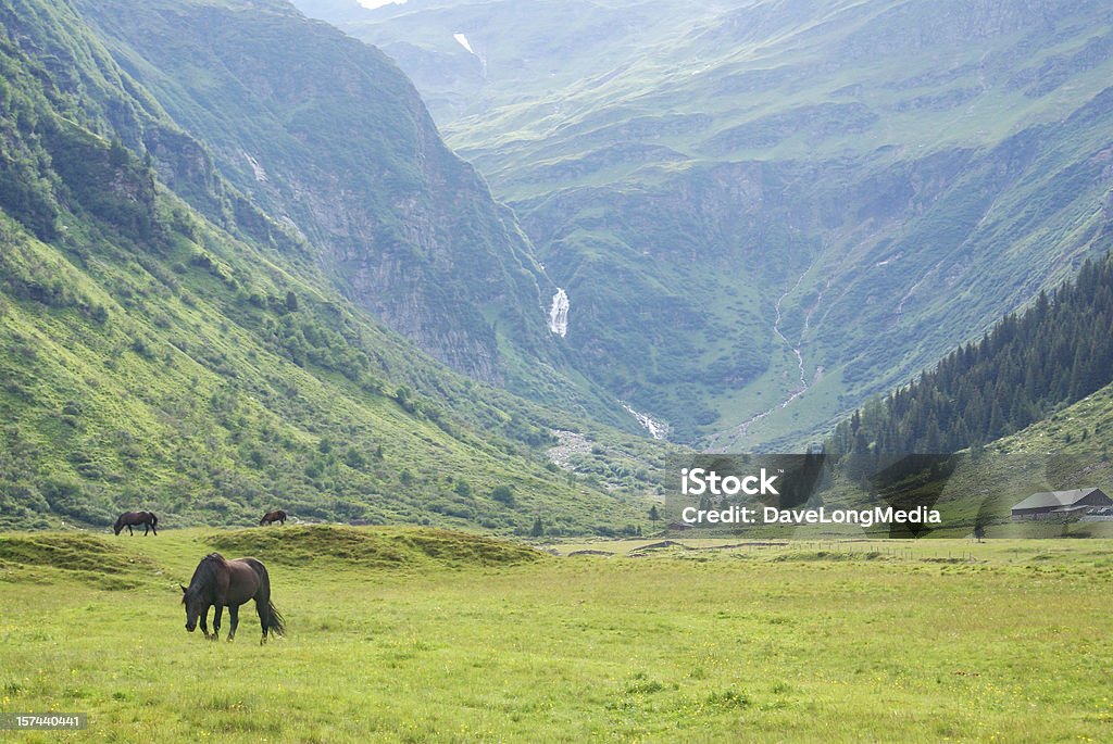 Grazing in the High Alps Horses grazing in the high-Alpine valley of Sport Gastein, part of the Hohe Tauern Range in Austria. Horse Stock Photo