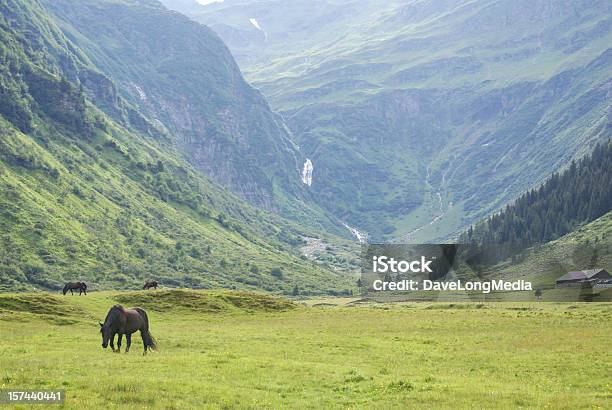 Grazing In The High Alps Stock Photo - Download Image Now - Horse, Austria, Bad Gastein