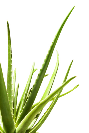 ALOE VERA PLANTS- Isolated on white with clipping path