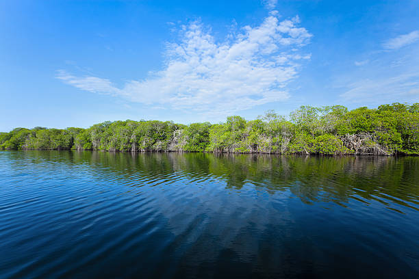Mangrove forest and shallow waters in a Tropical island.-