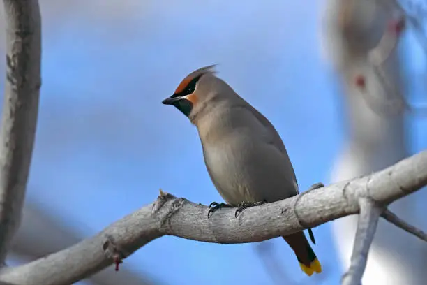 A Bohemian Waxwing sitting on a tree branch with blue sky behind.