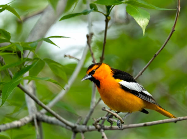 istock Bullock's Oriole Male 1574405135