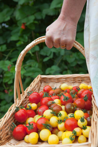 istock Carrying A Basket Of Freshly Picked Tomatoes 157440552