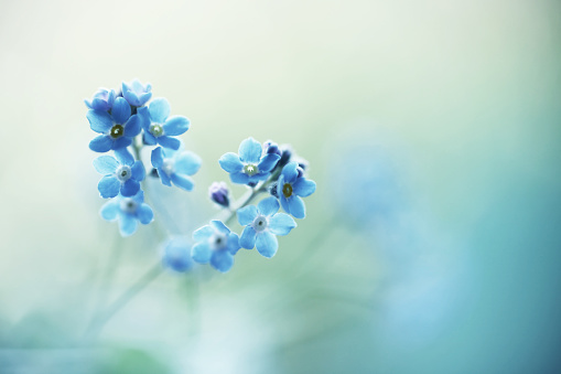 Hydrangea blooming in the rainy season