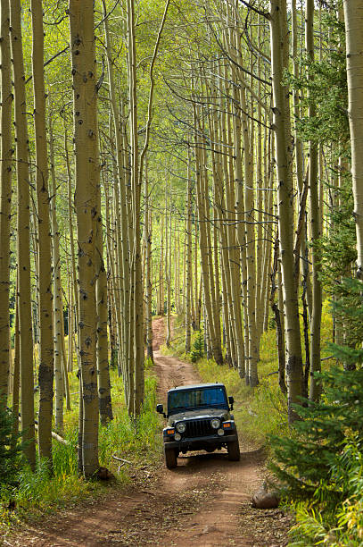 Jeep in the Aspens stock photo