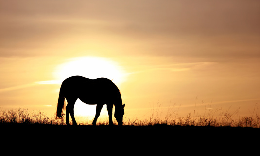 A horse grazing at sunset. Backlit image. This image taken in Alberta, Canada. Ranching or western theme. Somebody once said \
